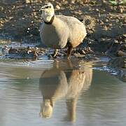 Yellow-throated Sandgrouse