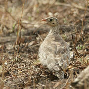 Painted Sandgrouse