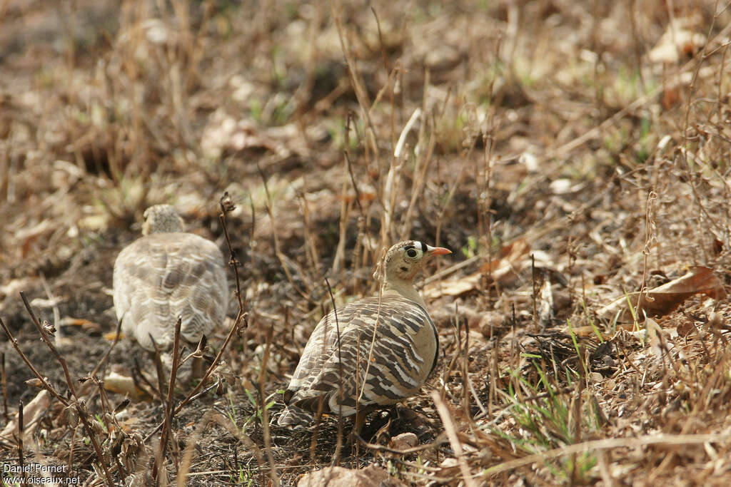 Painted Sandgrouse male adult, walking