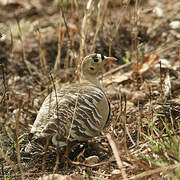 Painted Sandgrouse