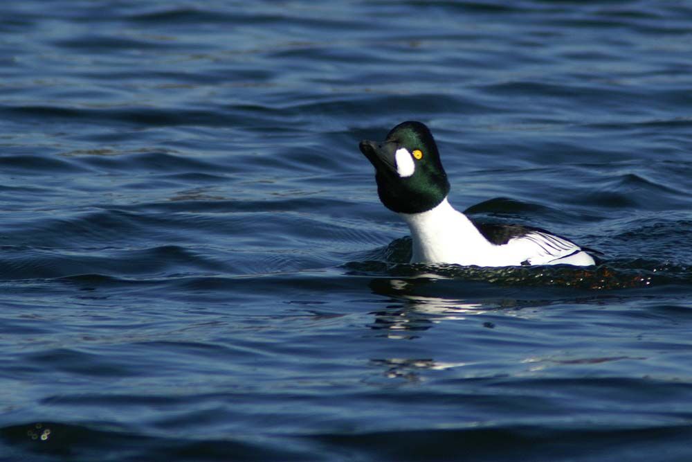 Common Goldeneye