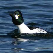 Common Goldeneye