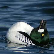 Common Goldeneye