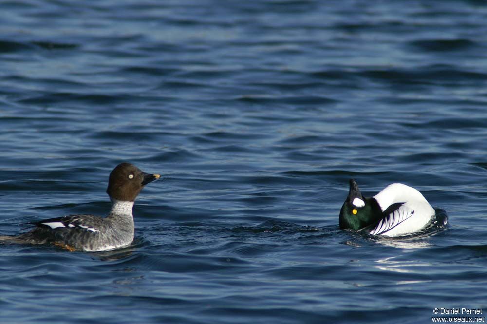 Common Goldeneye , identification, Behaviour