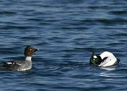 Common Goldeneye