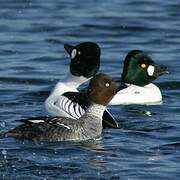 Common Goldeneye