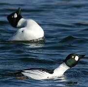 Common Goldeneye