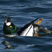 Common Goldeneye