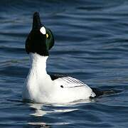 Common Goldeneye