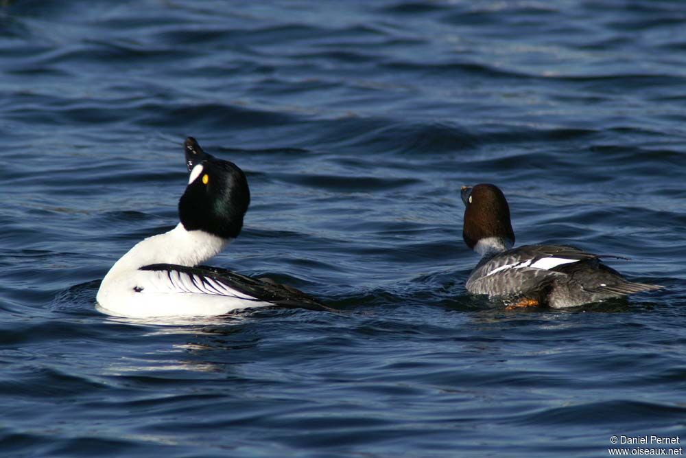 Common Goldeneye adult post breeding, identification, Behaviour