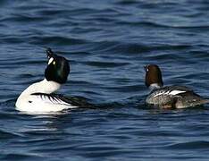 Common Goldeneye