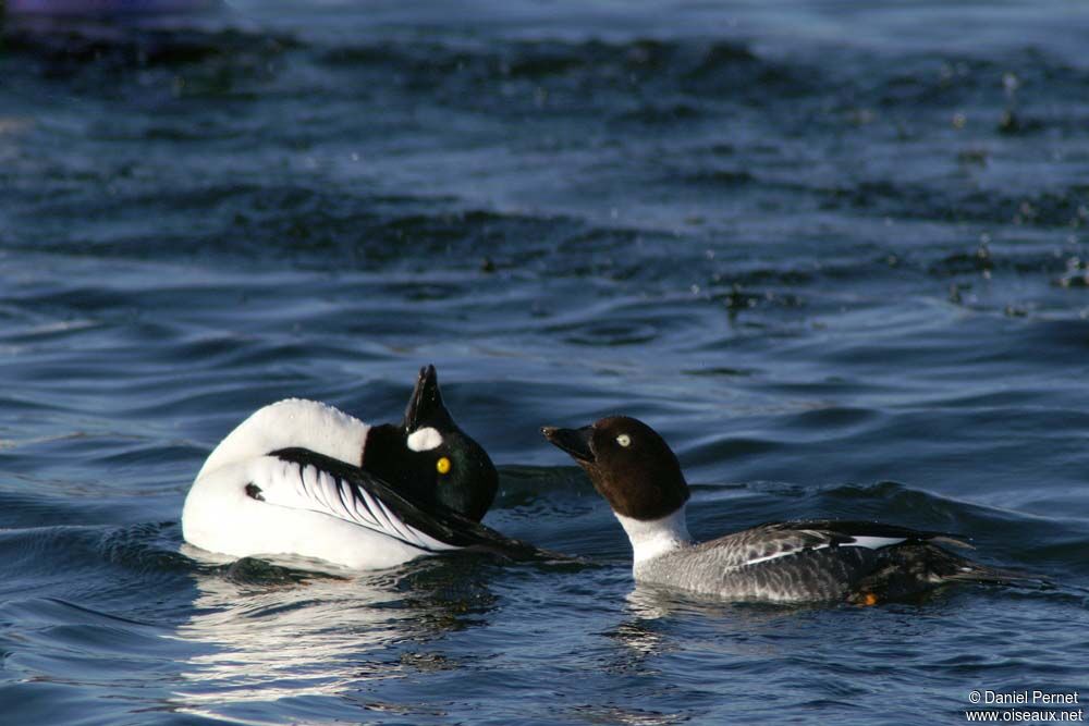 Common Goldeneye adult post breeding, identification, Behaviour