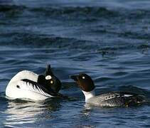 Common Goldeneye