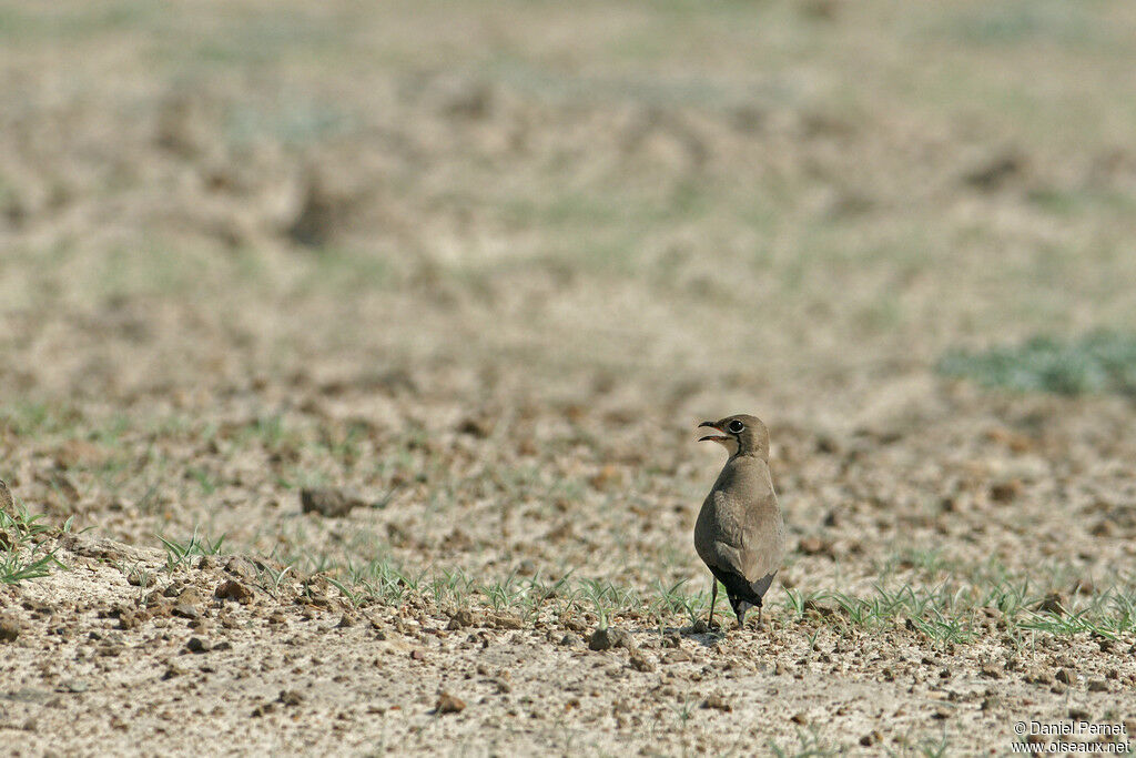 Glaréole à collieradulte, identification