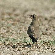 Collared Pratincole