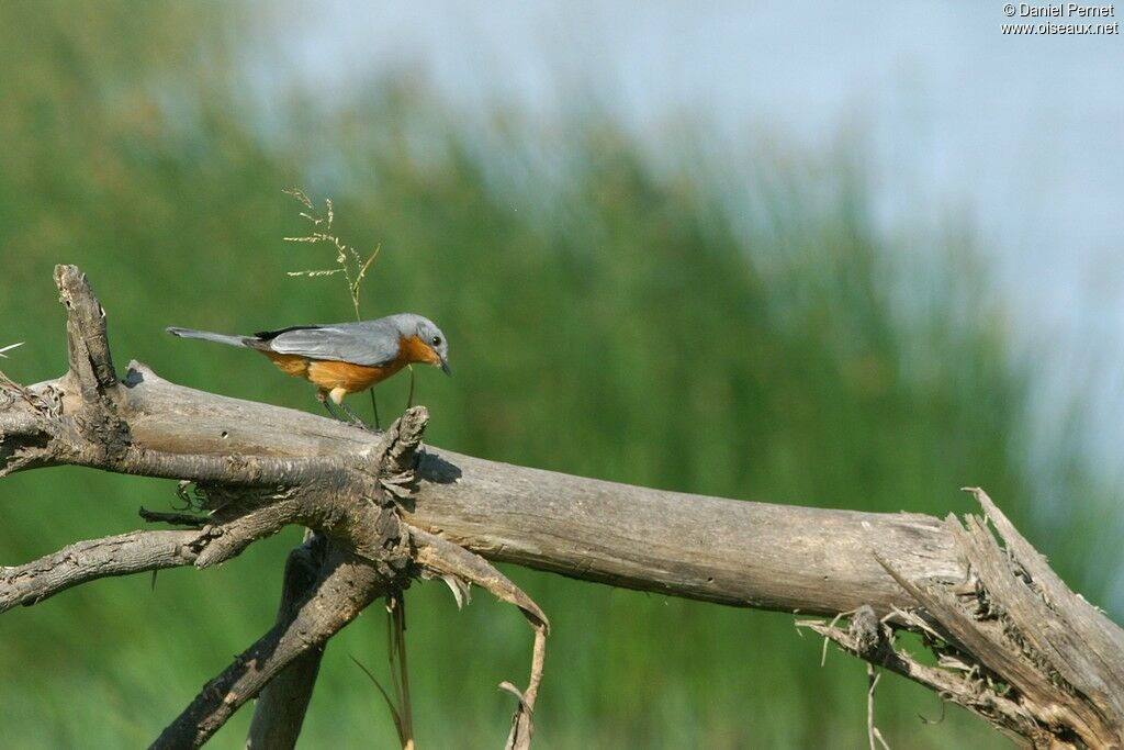 Gobemouche argentéadulte, identification