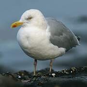 European Herring Gull