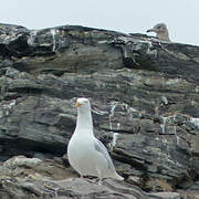 Glaucous Gull