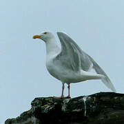 Glaucous Gull