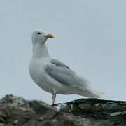 Glaucous Gull