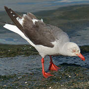 Dolphin Gull