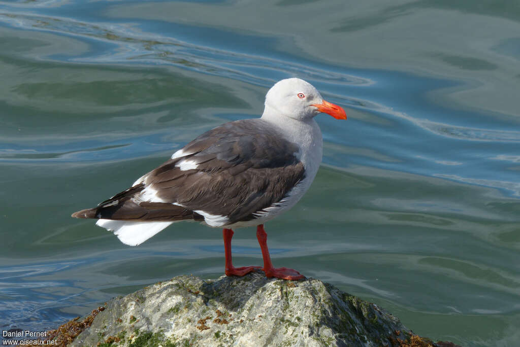 Goéland de Scoresbyadulte, identification