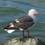 Dolphin Gull