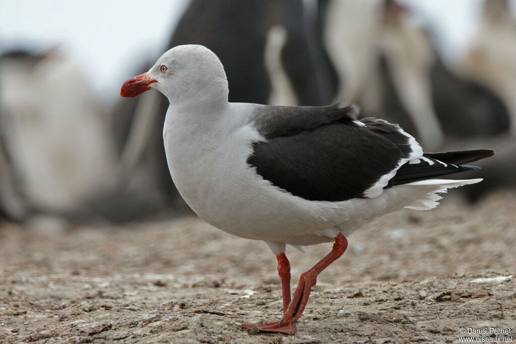 Dolphin Gull, walking