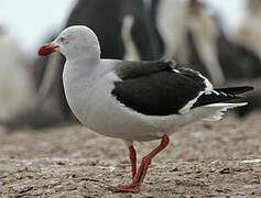 Dolphin Gull