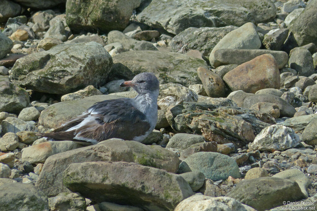 Goéland de Scoresbyimmature