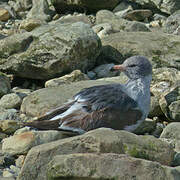 Dolphin Gull