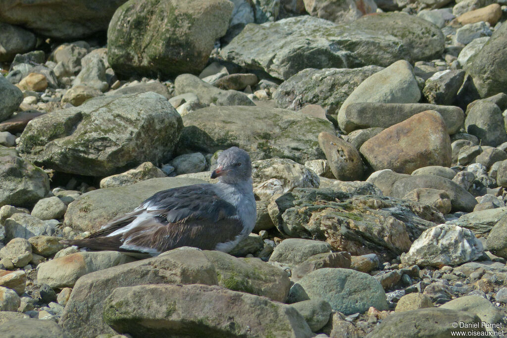 Goéland de Scoresbyimmature