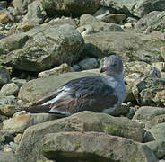 Dolphin Gull