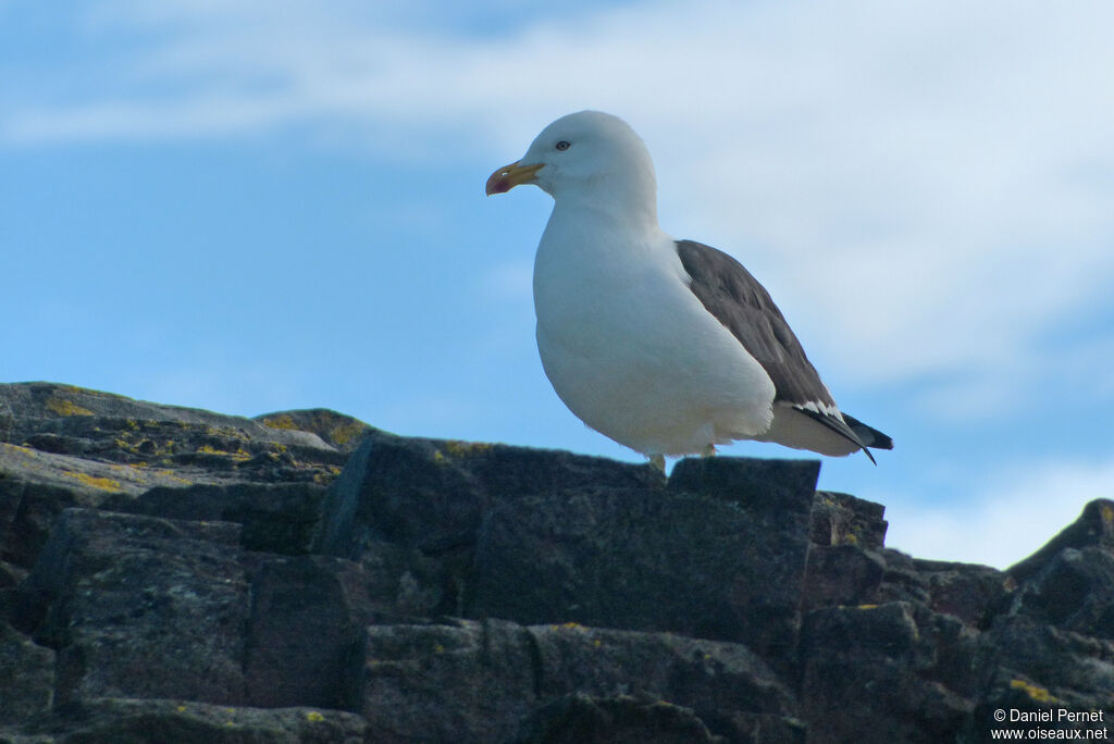 Goéland dominicainadulte