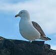 Goéland dominicain