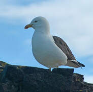 Kelp Gull