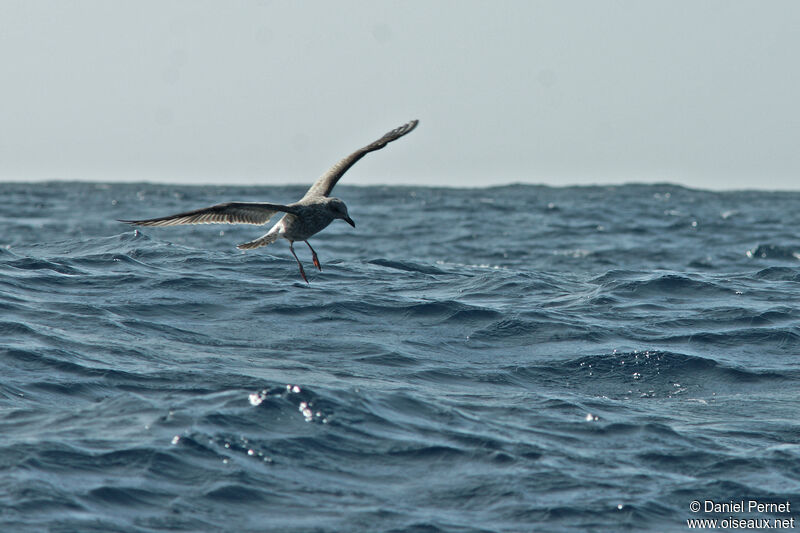 Yellow-legged Gullsubadult, Flight