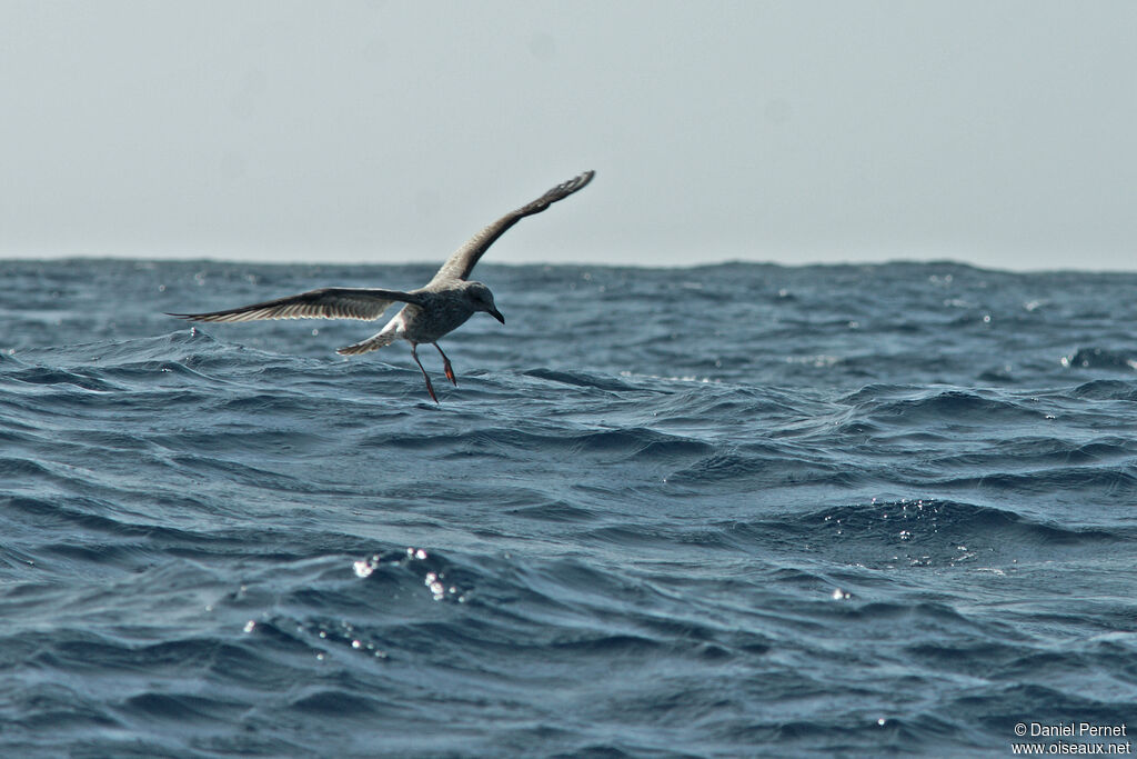 Yellow-legged Gullsubadult, Flight