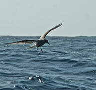 Yellow-legged Gull