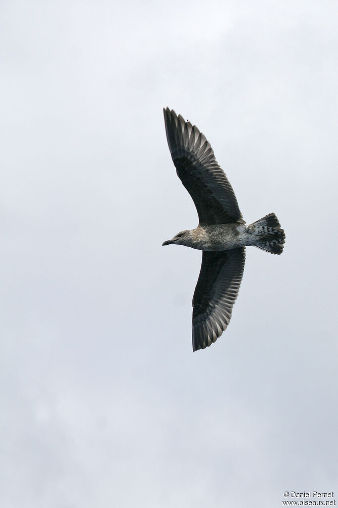 Yellow-legged Gullsubadult, Flight