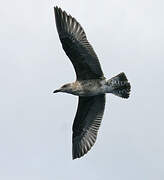 Yellow-legged Gull