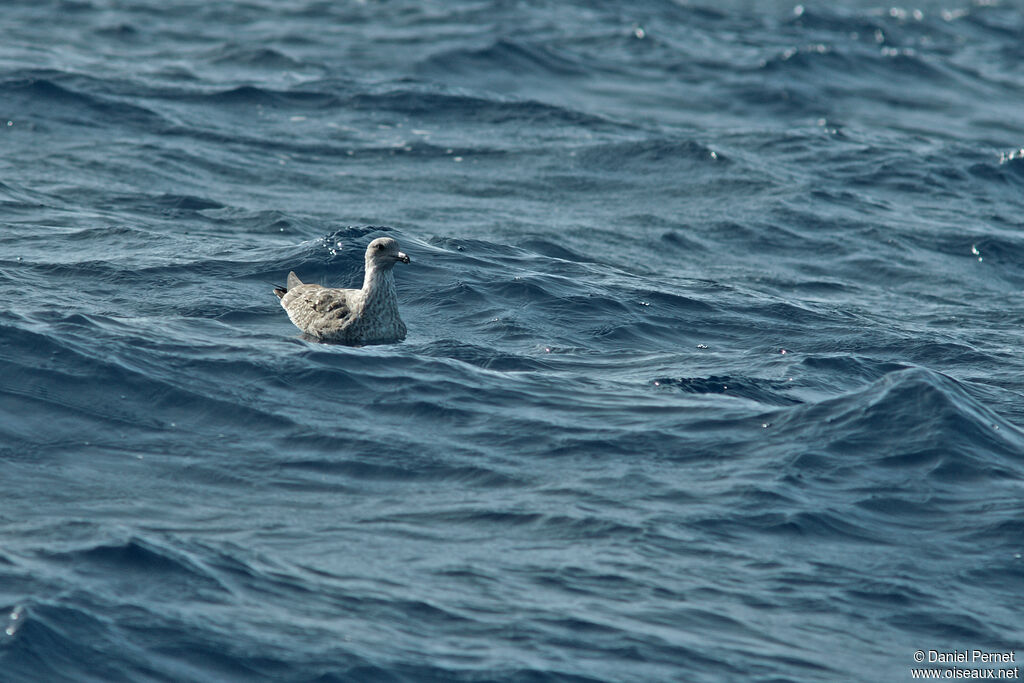 Goéland leucophéesubadulte, nage