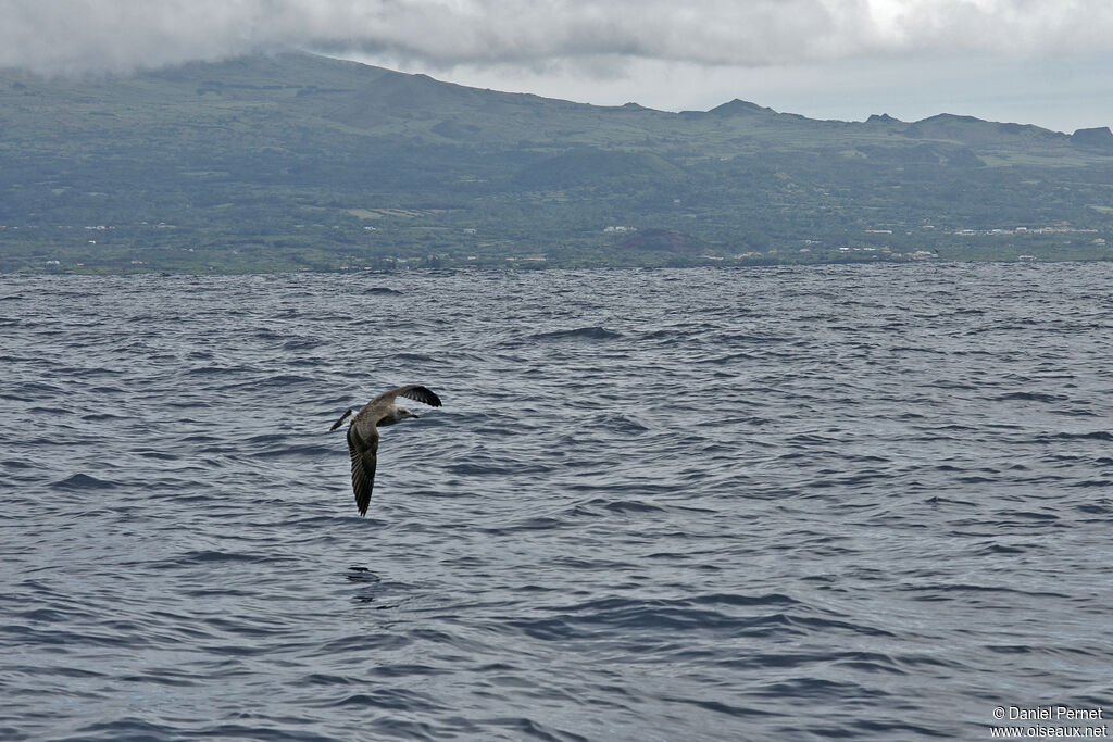 Yellow-legged Gullsubadult, Flight