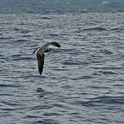 Yellow-legged Gull