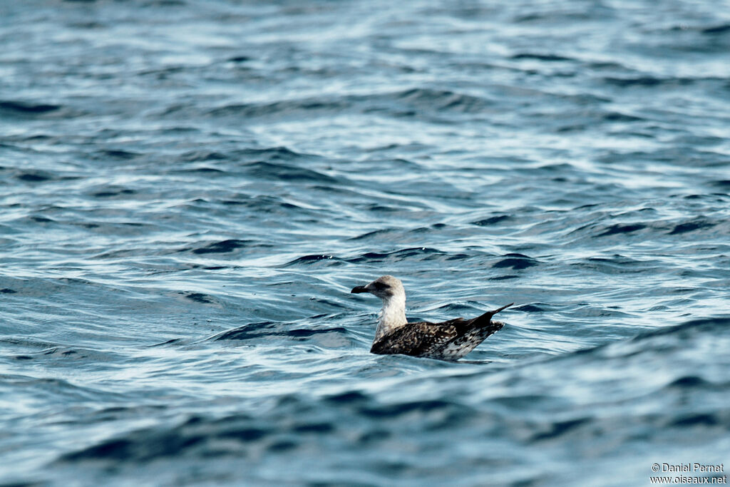 Goéland leucophéesubadulte, nage