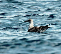 Yellow-legged Gull