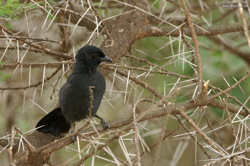 Slate-colored Boubouadult, identification