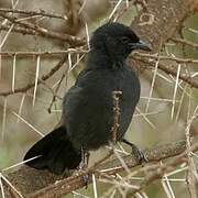 Slate-colored Boubou