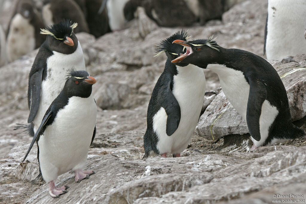 Southern Rockhopper Penguin