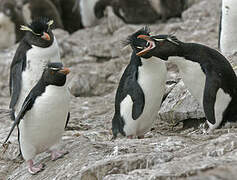 Southern Rockhopper Penguin